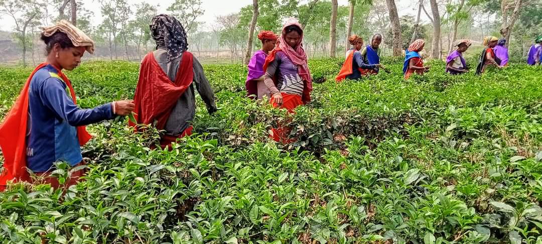 আয় কমে ব্যয় বাড়ছে, ধুকছে মাধবপুরে ৫ চা বাগান